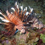 Hurghada2009_02_Webformat